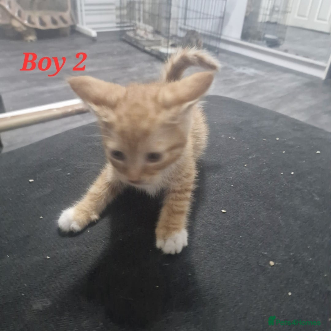 Mixed Breed cats for sale: Beautiful kittens for sale - Image 1