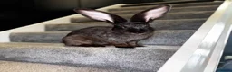 Continental Giant rabbits for sale: GIANTS carriers of the VN gene - Advert 2