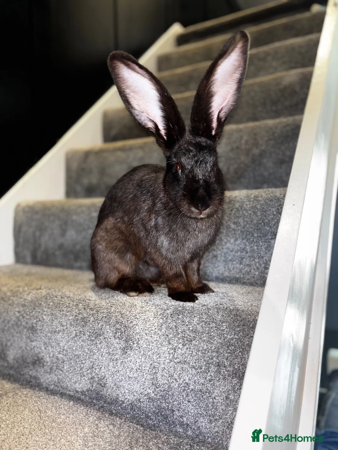 Continental Giant rabbits for sale: GIANTS carriers of the VN gene - Advert 2