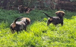 Mixed Breed dogs for sale: Wire Haired Daschund x Rottweiler  - Image 15