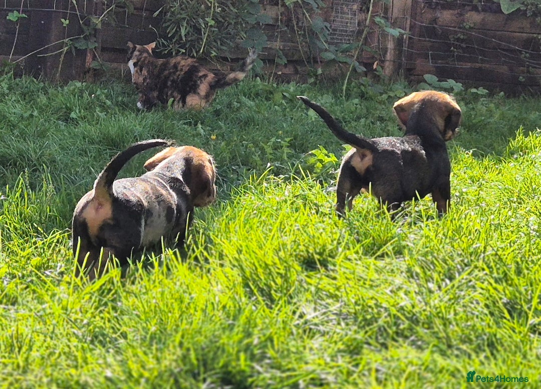 Mixed Breed dogs for sale: Wire Haired Daschund x Rottweiler  - Image 15