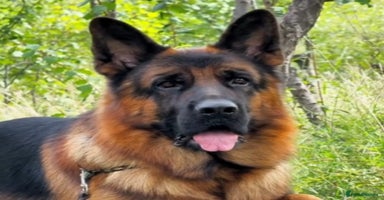 German Shepherd dogs - Advert 2