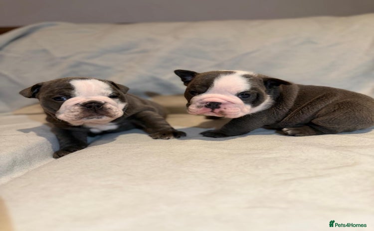 English Bulldog dogs - Advert 3