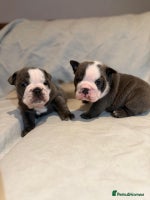 English Bulldog dogs - Advert 3