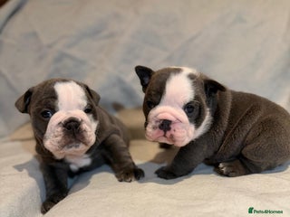 English Bulldog dogs - Advert 15