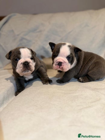 English Bulldog dogs - Advert 4