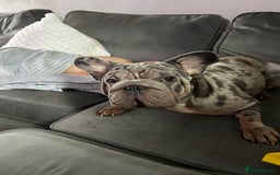 French Bulldog dogs for sale: Mabel, Merle ** French bull dog - Image 8