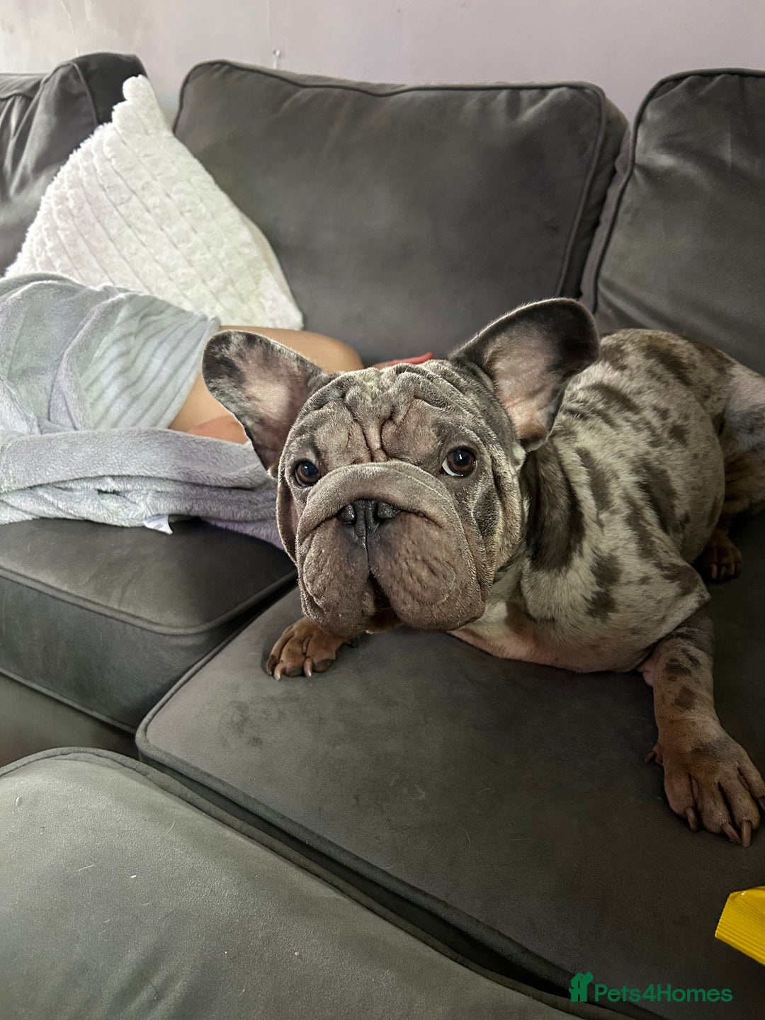 French Bulldog dogs for sale: Mabel, Merle ** French bull dog - Image 8