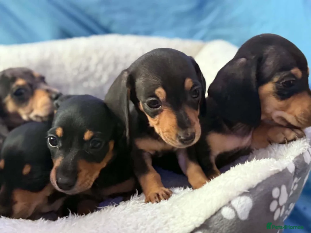 Dachshund dogs for sale: Beautiful black and cream puppies available  - Advert 2