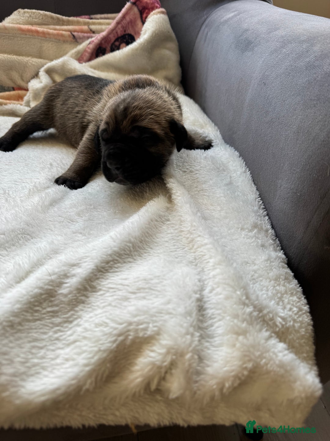 Cane Corso dogs for sale: 6 beautiful cane Corso puppies  - Advert 12