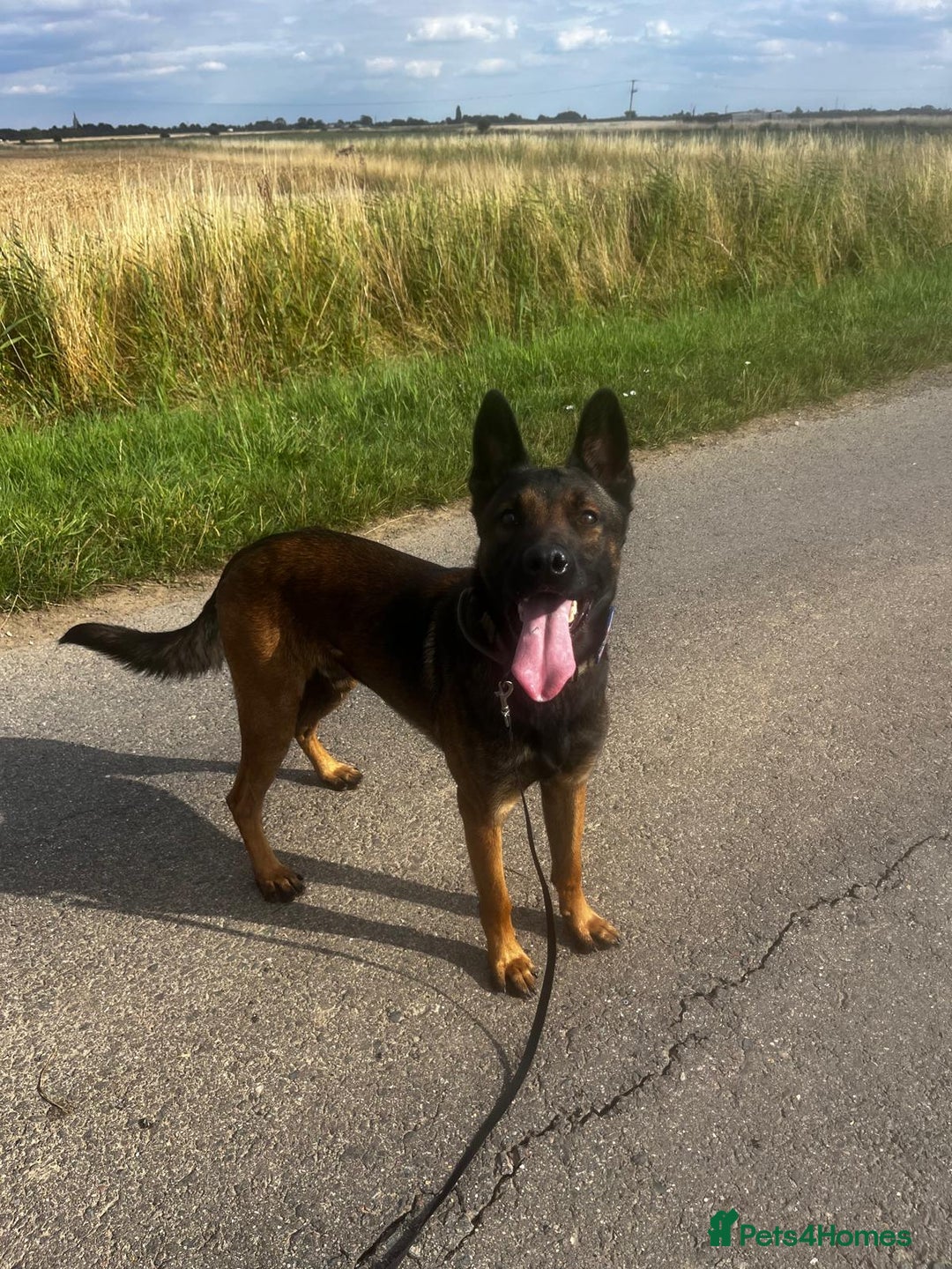 Belgian Shepherd Dog dogs for sale: Dutch Herder Puppies - Advert 21