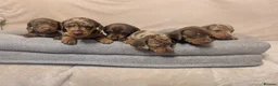 Miniature Dachshund dogs for sale: Dachshund miniature puppys  - Advert 7