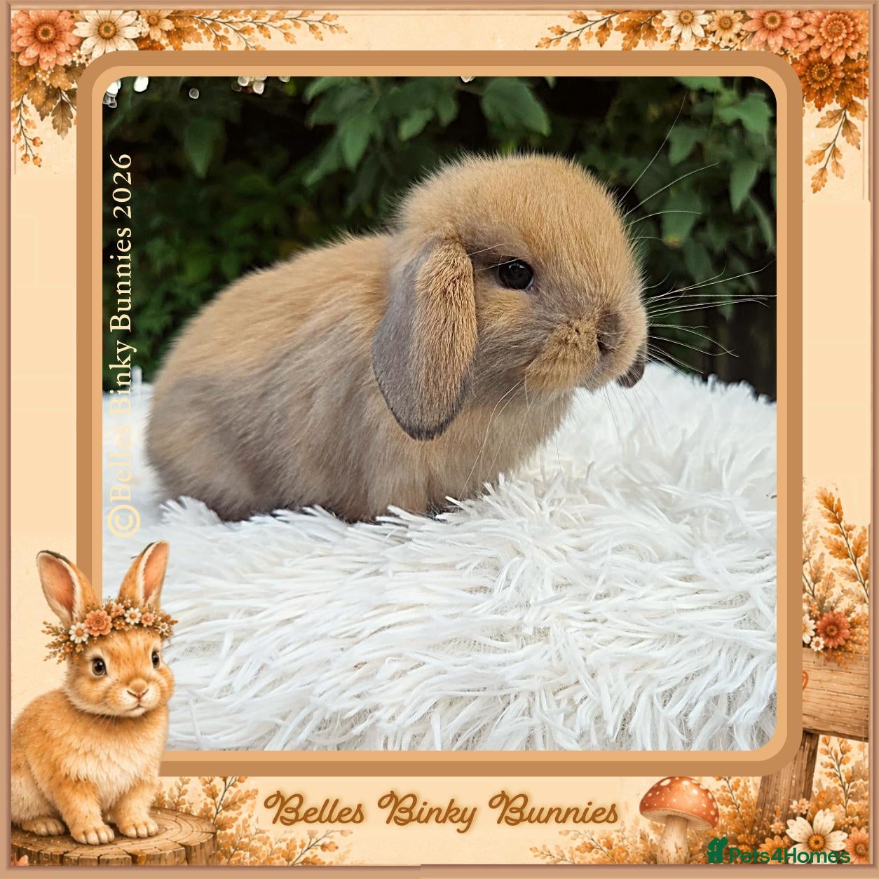 Mini Lop rabbits 🌻 ALL RESERVED🌻 - Advert 2