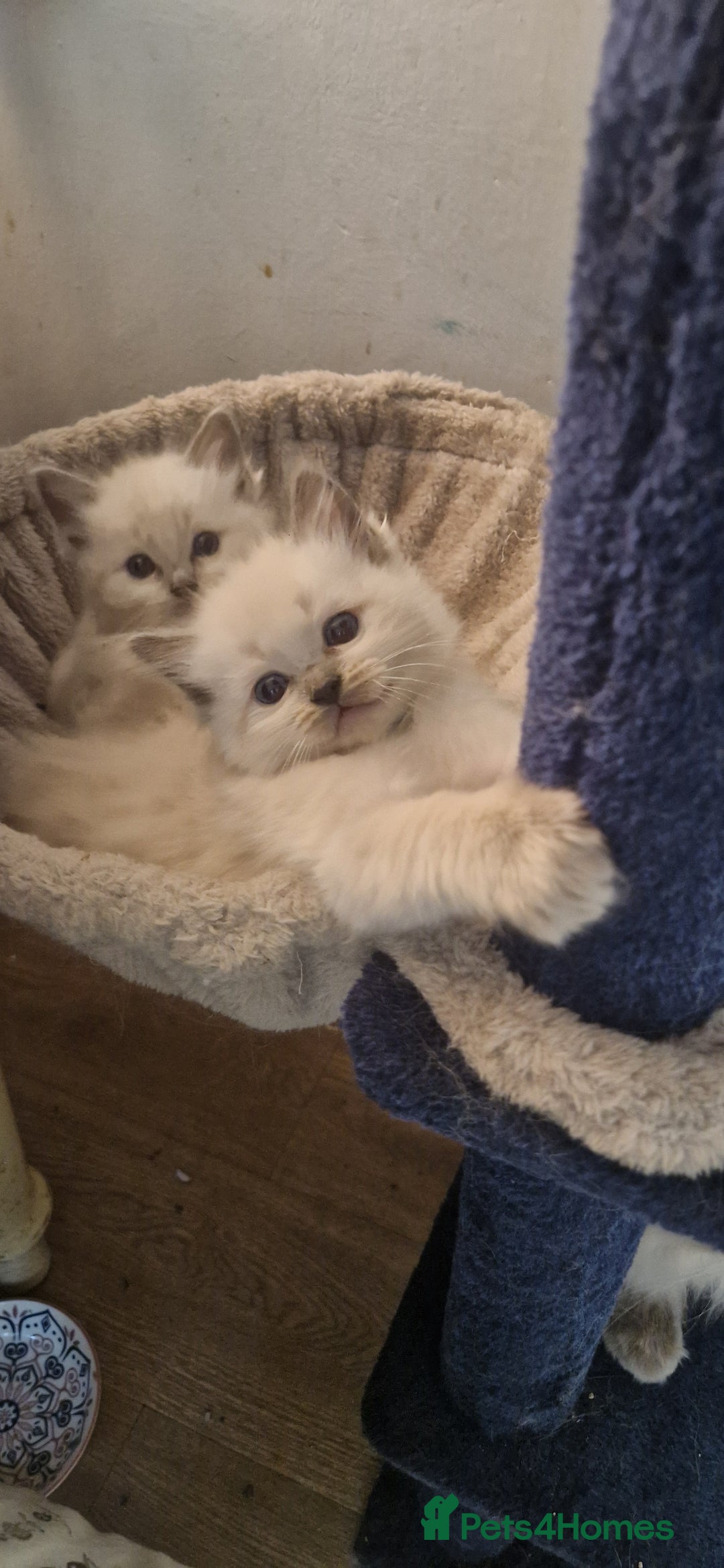 Ragdoll cats for sale: Gorgeous Ragdoll Kittens  - Image 22