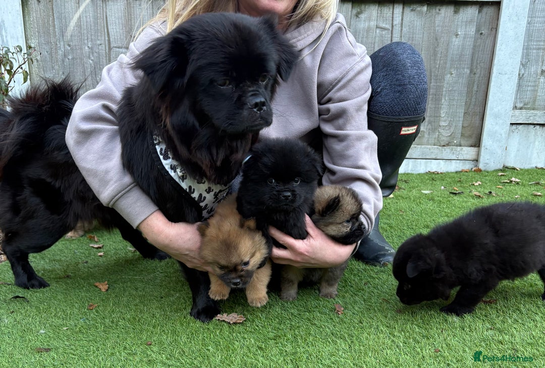 Chow Chow dogs for sale: 🐾Chow chow cross Japanese chin 🐾 - Advert 5