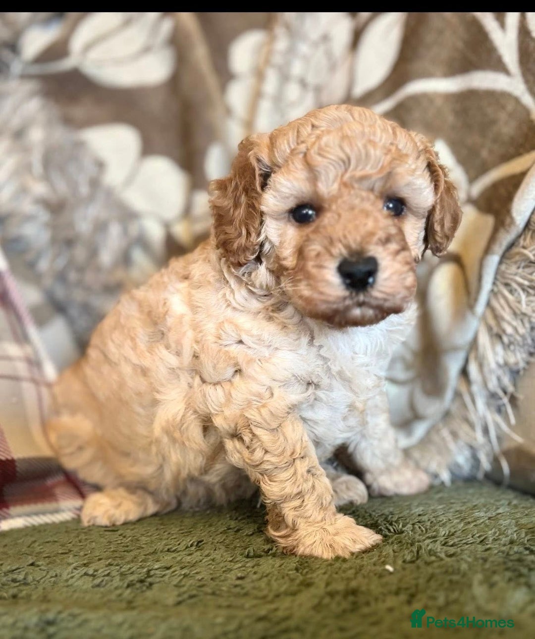 Cavapoo dogs for sale: Florence F1b Golden Cavapoo Girl - Image 2
