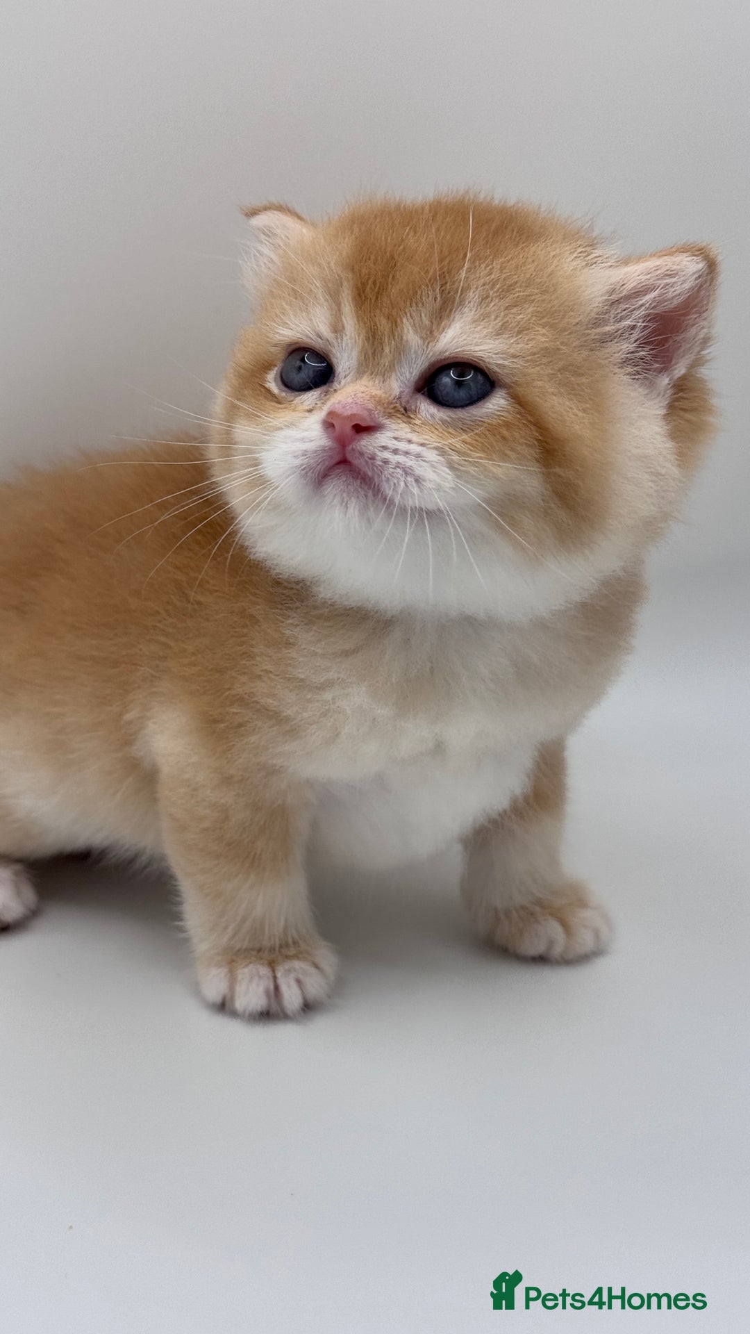 British Shorthair cats for sale: GCCF BSH BY12 GOLDEN CHOCOLATE KITTENS  - Image 3