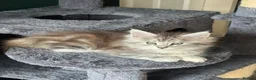 Maine Coon cats for sale: Beautiful Tica Registered kittens - Advert 7