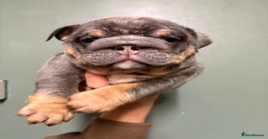 English Bulldog dogs - Advert 10