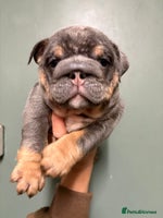 English Bulldog dogs - Advert 10