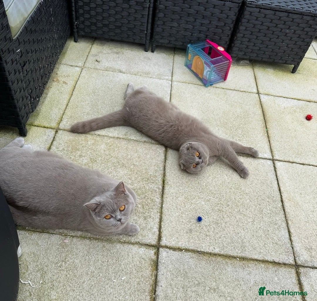 Scottish Fold cats for sale: Two Scottish Fold Sisters For Sale - Advert 4