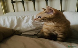 Mixed Breed cats for sale: Beautiful ginger boy kitten - Image 10