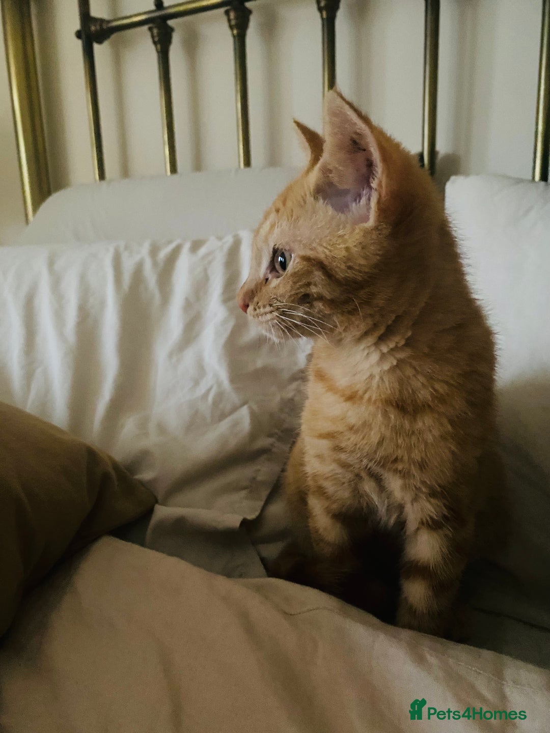 Mixed Breed cats for sale: Beautiful ginger boy kitten - Image 10