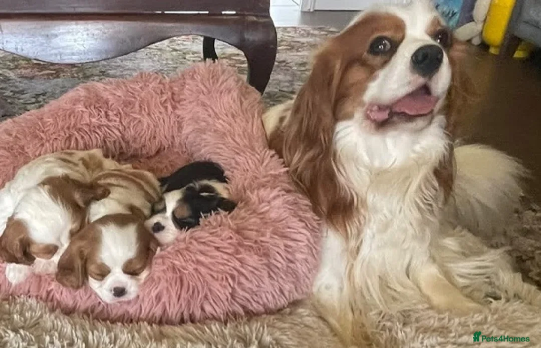 Cavalier King Charles Spaniel dogs for sale: Family Raised Blenheim, Tricolour Cavalier Puppies - Advert 1