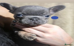 French Bulldog dogs for sale: Beautiful French bulldog puppies  - Image 15