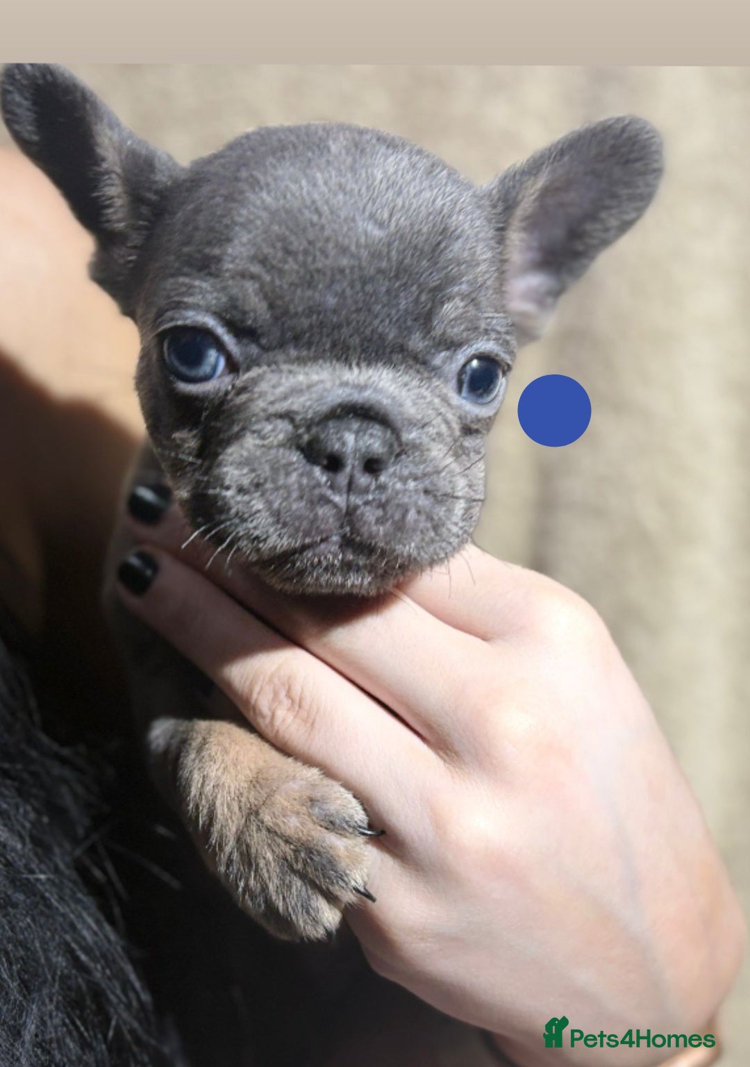 French Bulldog dogs for sale: Beautiful French bulldog puppies  - Image 15
