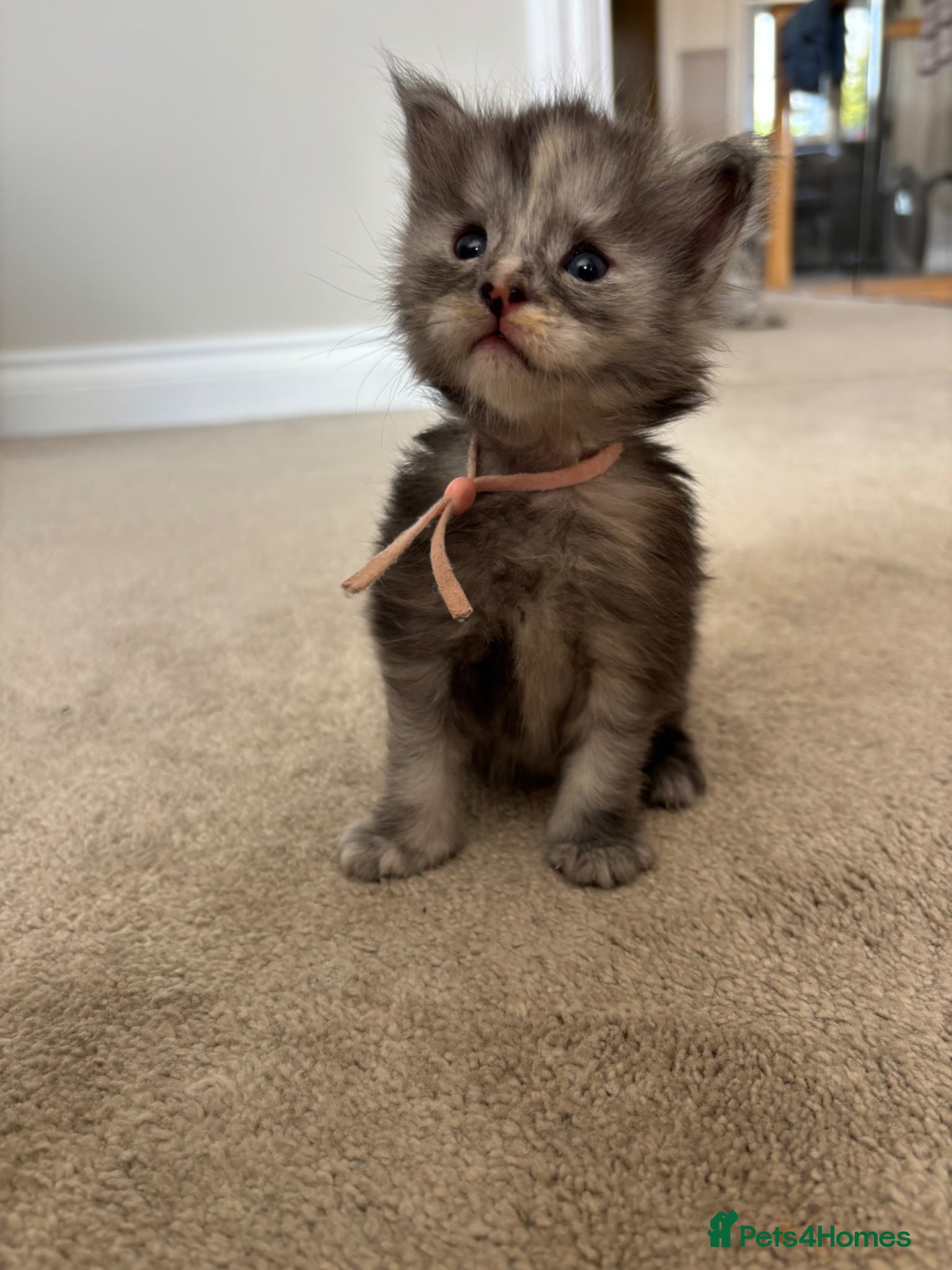 Maine Coon cats for sale: TICA Maine Coon Kittens  - Advert 15