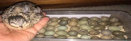 Quail poultry for sale: QUAIL EGGS/CHINESE PAINTED BUTTONS ! - Advert 2