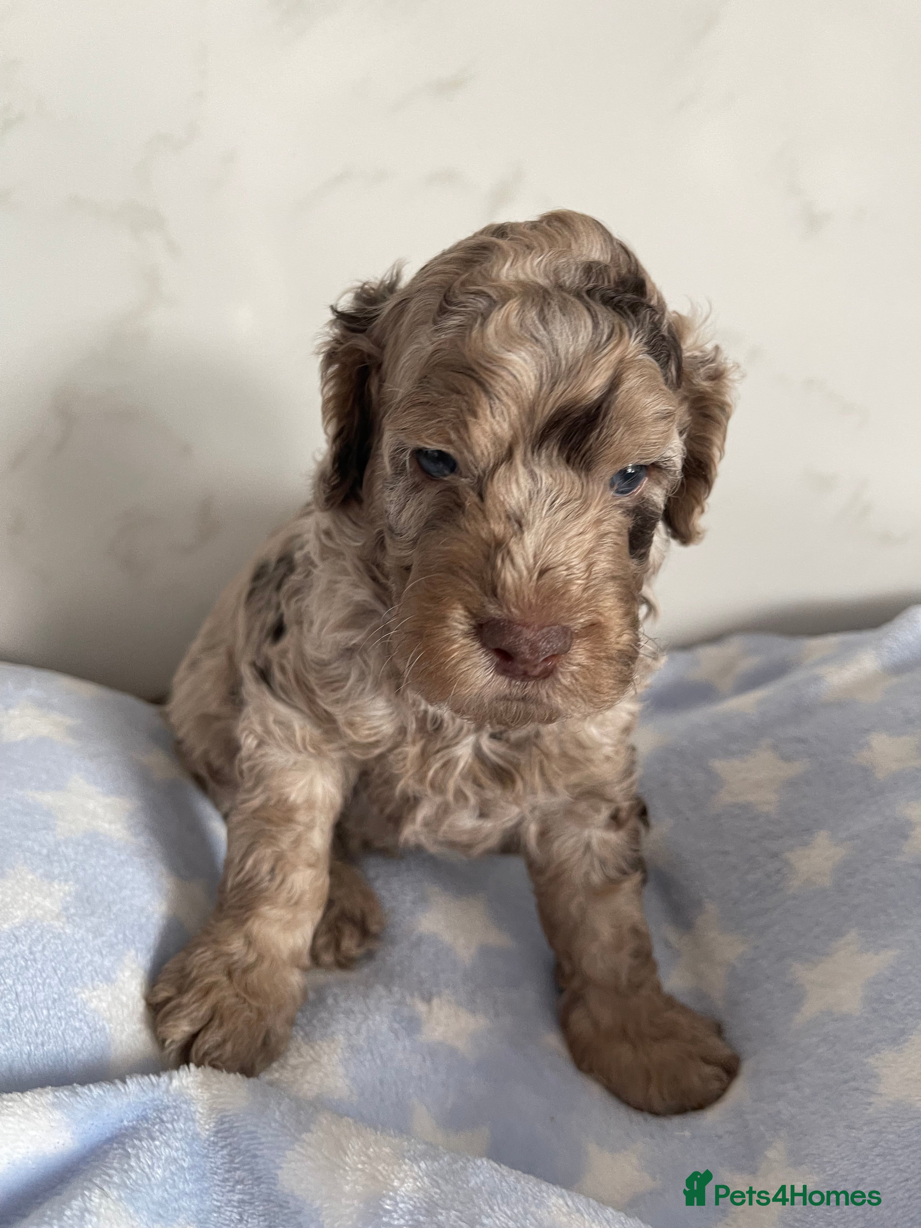 Cockapoo dogs DNA/health tested Stunning Cockapoo boy last one - Advert 2