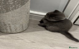British Shorthair cats for sale: 🏡 Pedigree British Shorthair Kittens  🐾 - Image 2