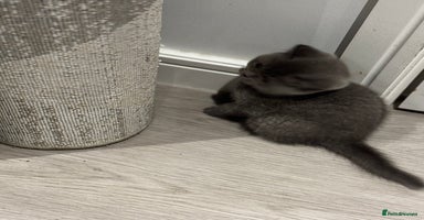 British Shorthair cats - Advert 16