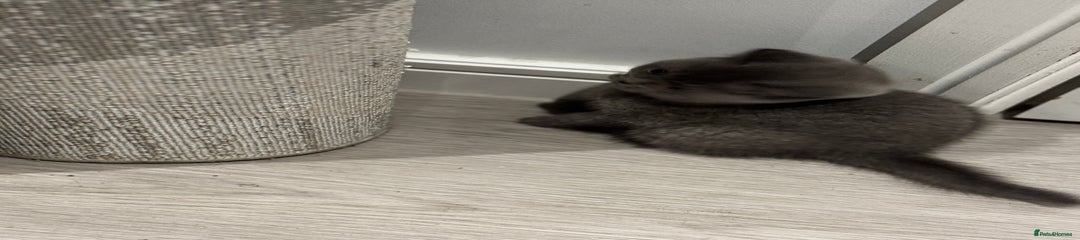 British Shorthair Kitten 1