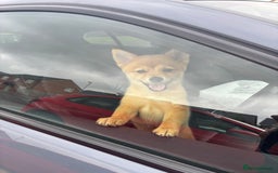 Mixed Breed dogs for sale: Beautiful 7 month old Pomshi hybrid  - Image 9