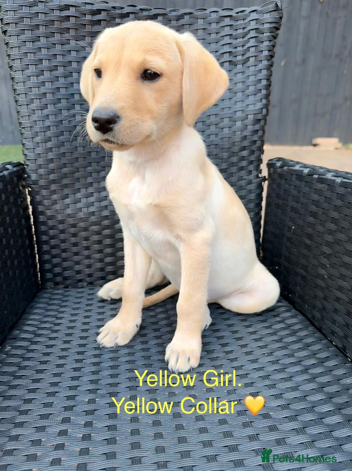 Labrador Retriever dogs !! READY NOW !! Labrador Puppies For Sale - Advert 12