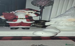 Mixed Breed cats for sale: Beautiful kittens 🐾 - Image 8