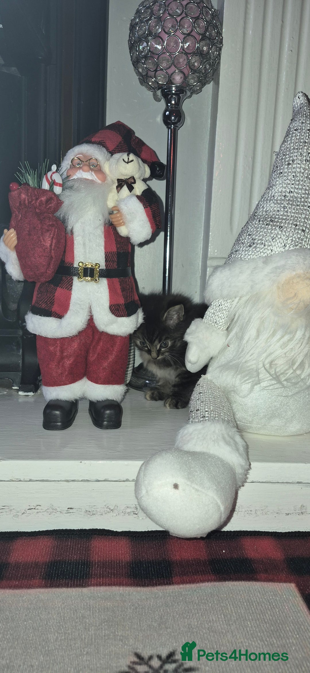 Mixed Breed cats for sale: Beautiful kittens 🐾 - Image 8