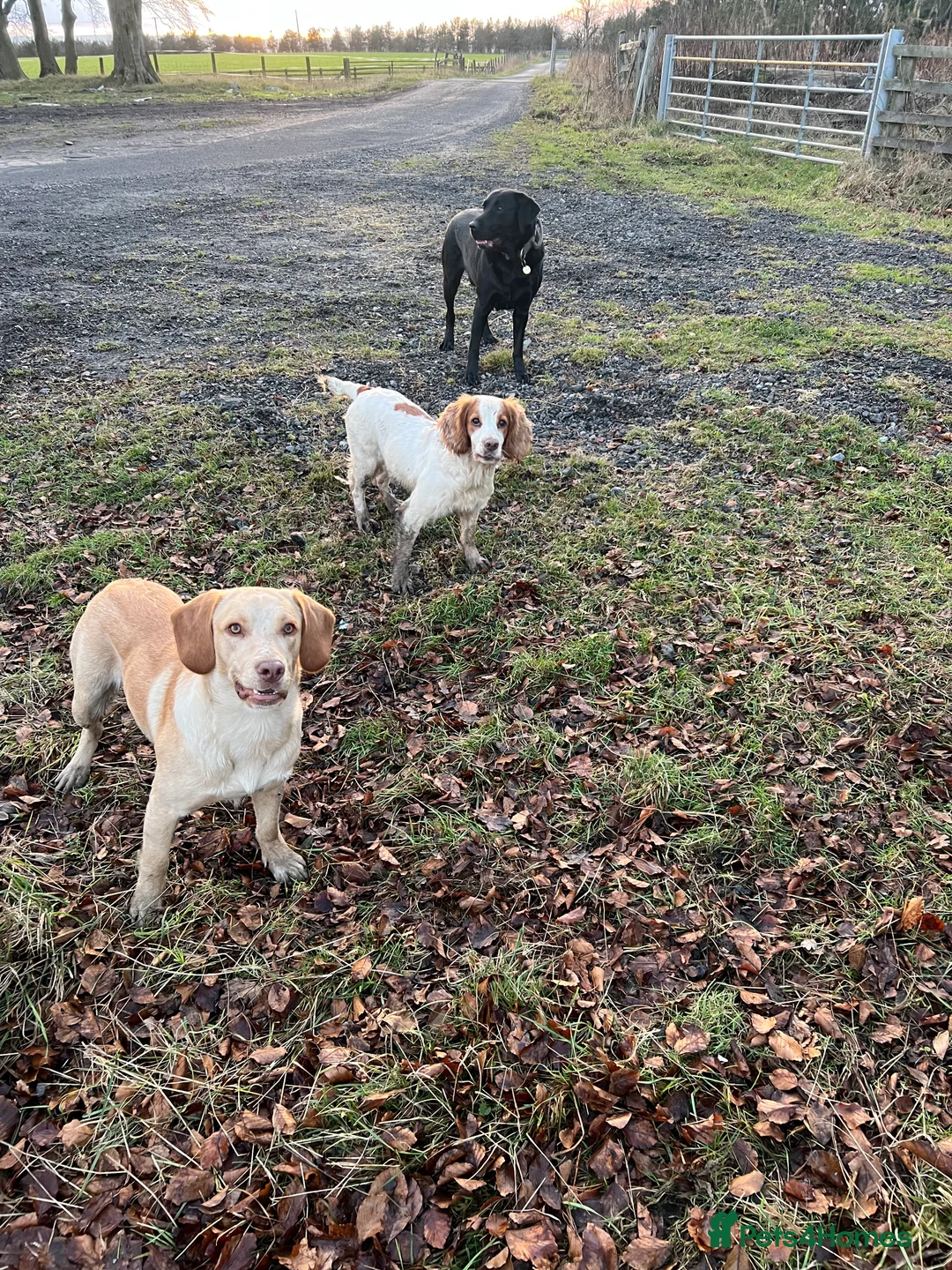 Cockerdor dogs for sale: Gorgeous spanador male  in Bishop Auckland - Advert 2