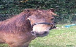 Shetland pony horses for sale: Registered miniature Shetland yearling filly  - Image 5
