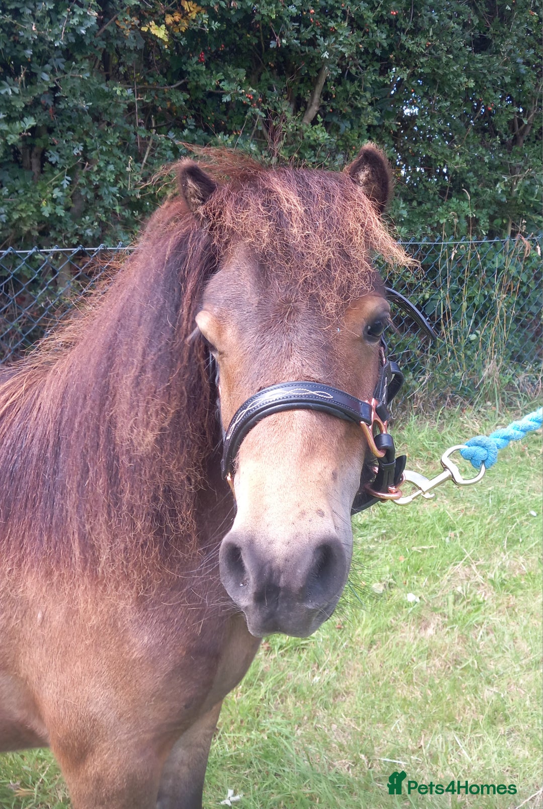 Shetland pony horses for sale: Registered miniature Shetland yearling filly  - Image 5