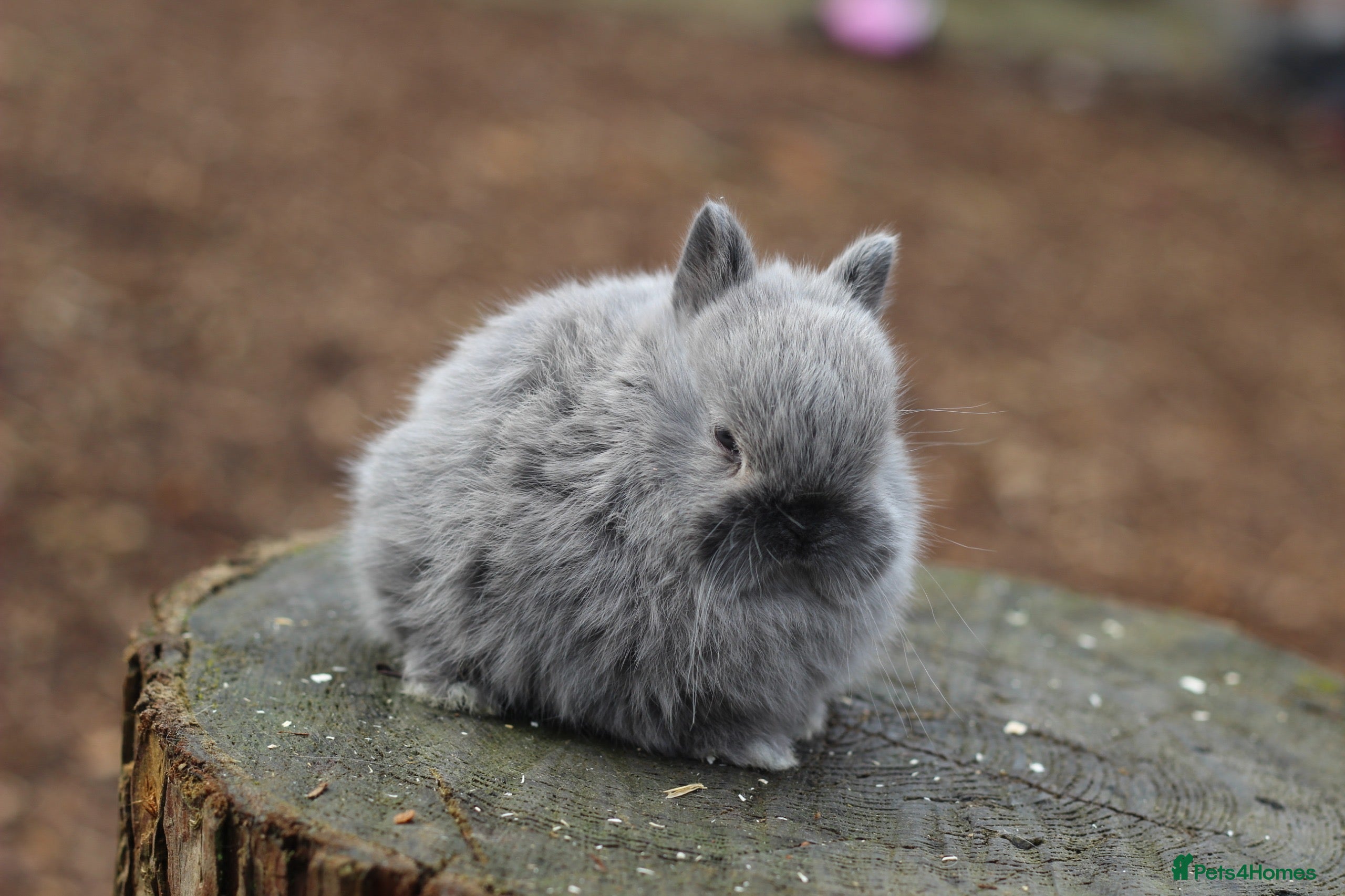 Netherland Dwarf rabbits Beautiful Netherland Dwarf Baby Rabbits  - Advert 2