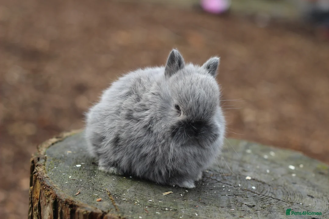 Netherland Dwarf rabbits for sale: Beautiful Netherland Dwarf Baby Rabbits  - Advert 1