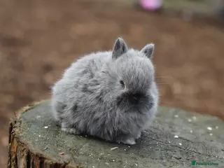 Netherland Dwarf rabbits Beautiful Netherland Dwarf Baby Rabbits - Advert 2