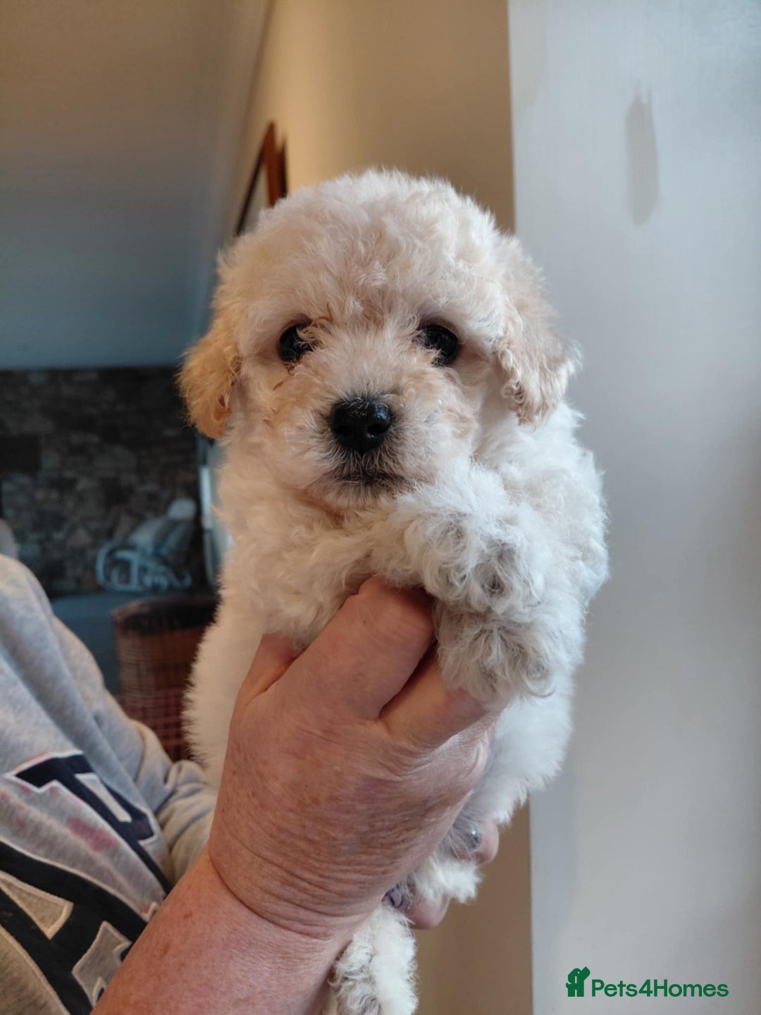 Maltipoo dogs for sale: Beautiful Maltipoo puppies - Advert 6