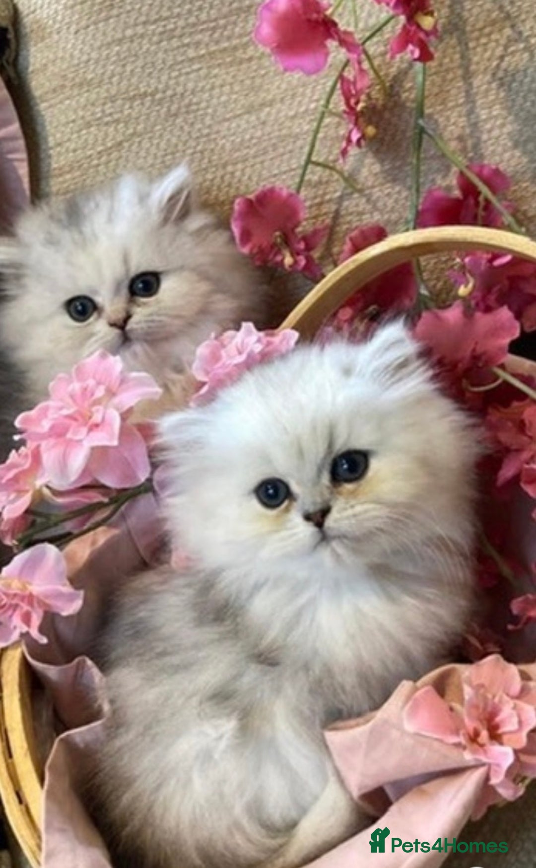 Persian cats for sale: Fabulous Persian chinchilla kittens - Advert 4
