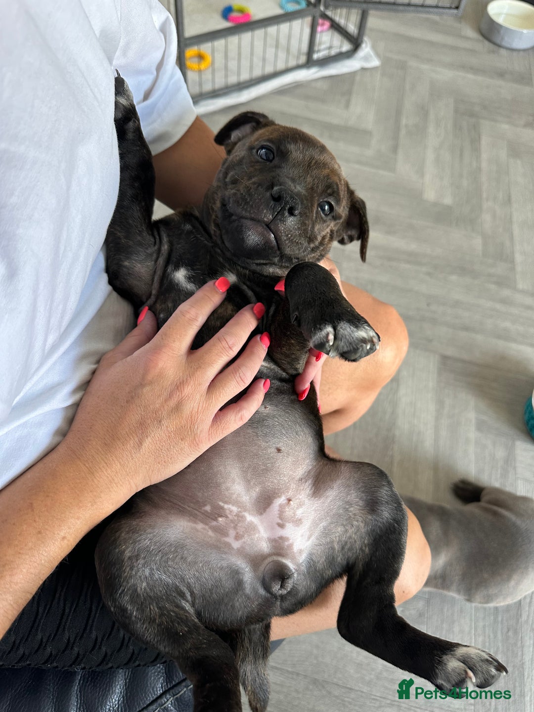 Staffordshire Bull Terrier dogs for sale: 🩷Last 1 remaining beautiful Staffy Brindle Girl🩷 - Image 6
