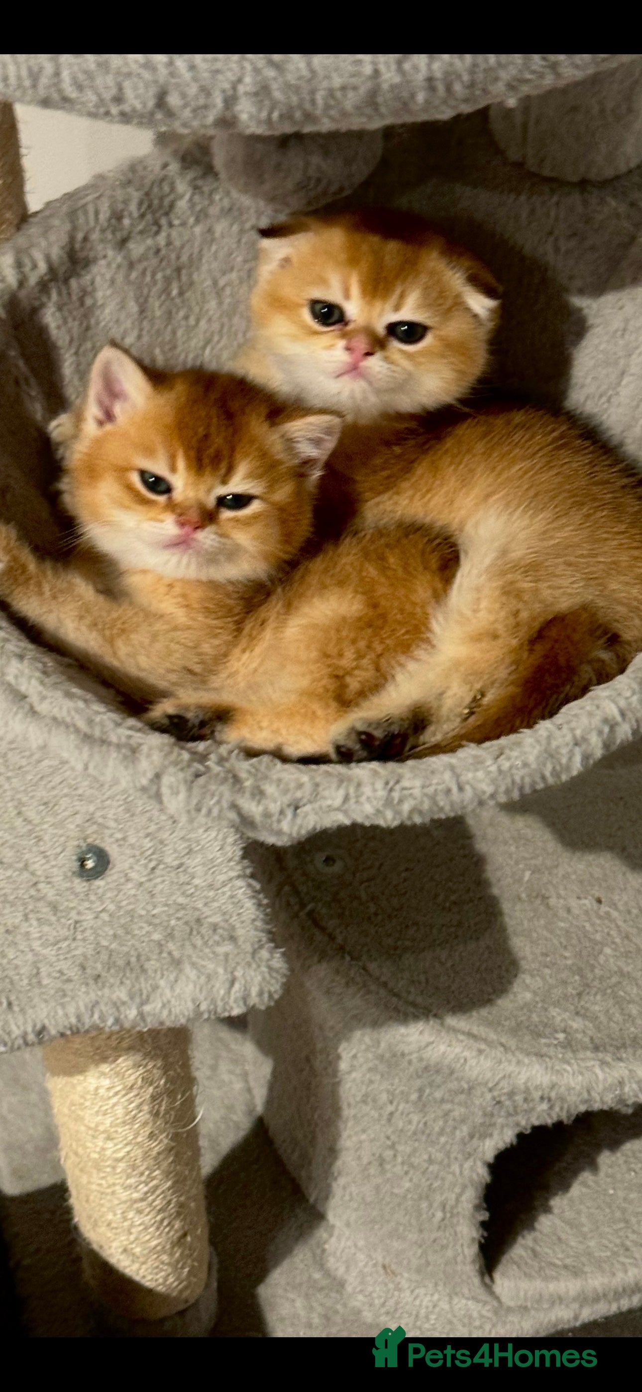 Scottish Fold cats Scottish purebred Fold and Straight kittens - Advert 5